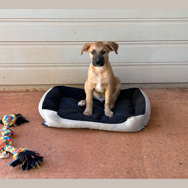 Photo of Scout