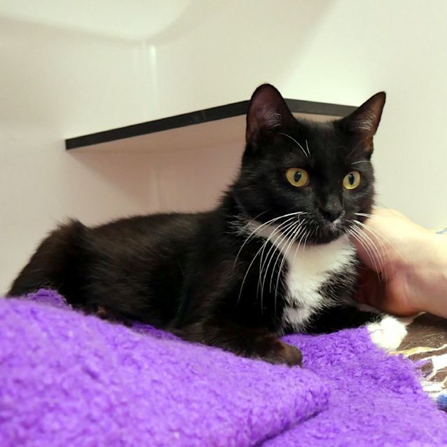 Photo of Pebbles Sta011989