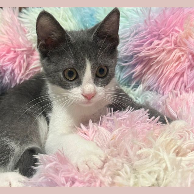 Photo of Lola 💕🦋