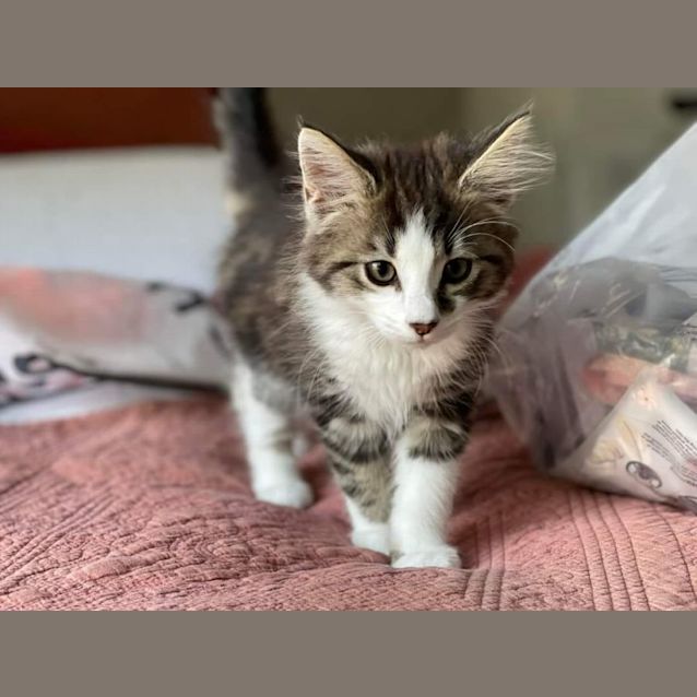 Photo of Fit (Aka Kit) **2nd Chance Cat Rescue**