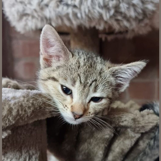 Photo of Meeni