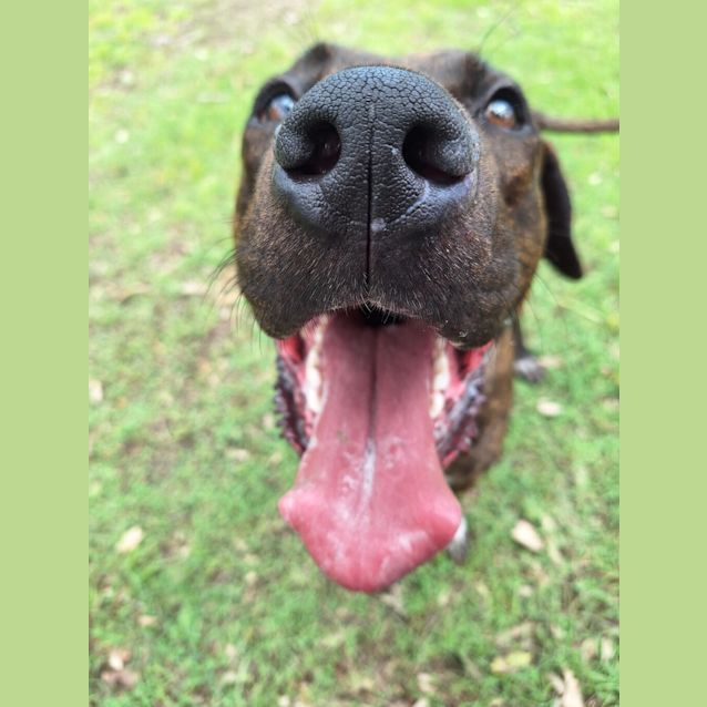 Photo of Toby