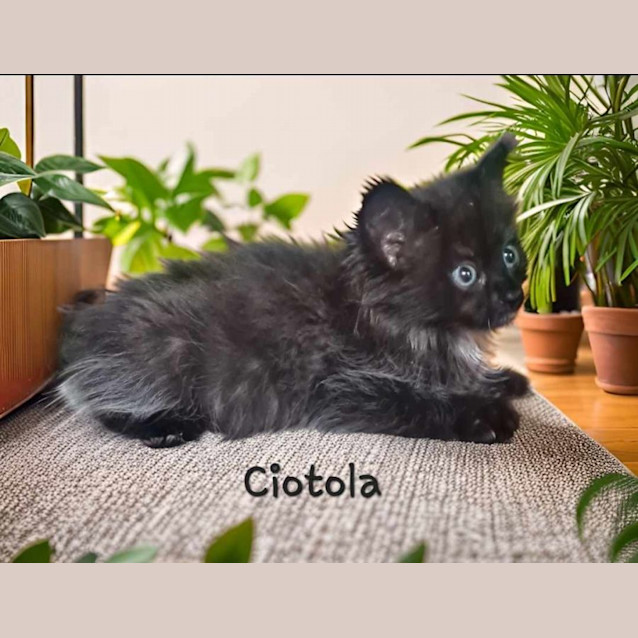 Photo of Ciotola