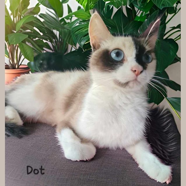 Photo of Dot