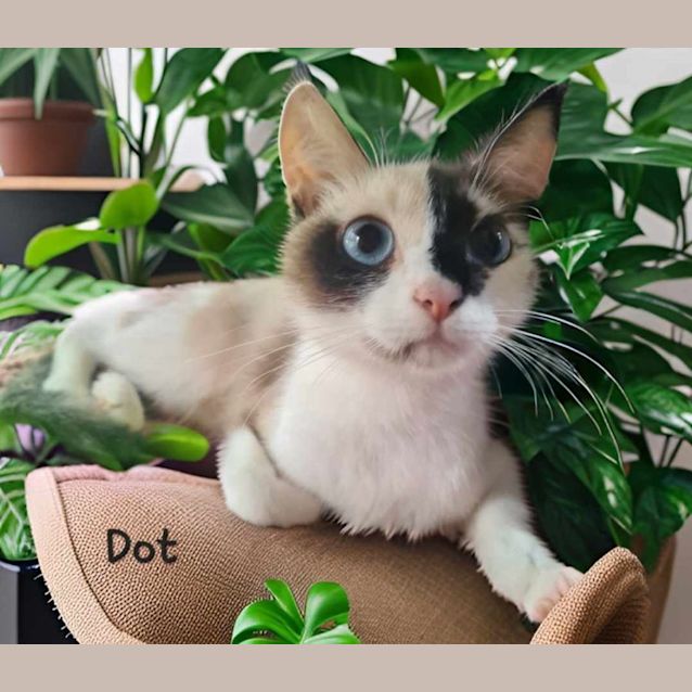 Photo of Dot