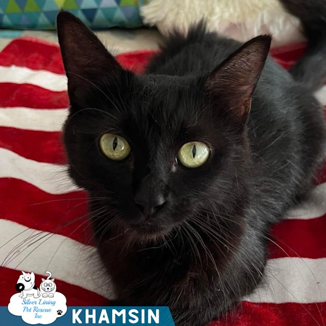 Photo of Khamsin