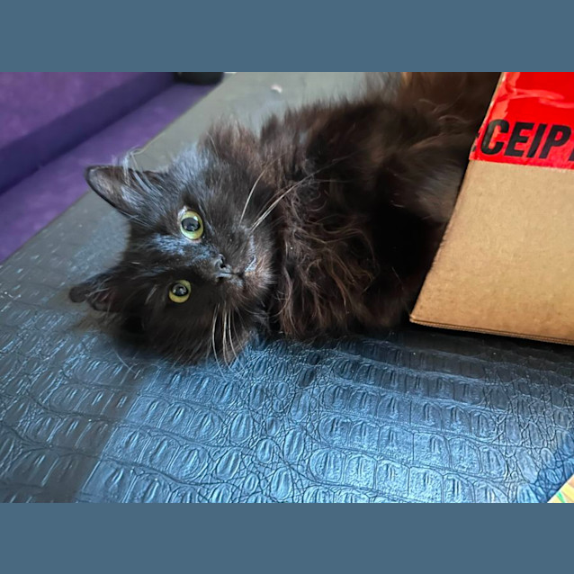 Photo of  Miko 🐈‍⬛