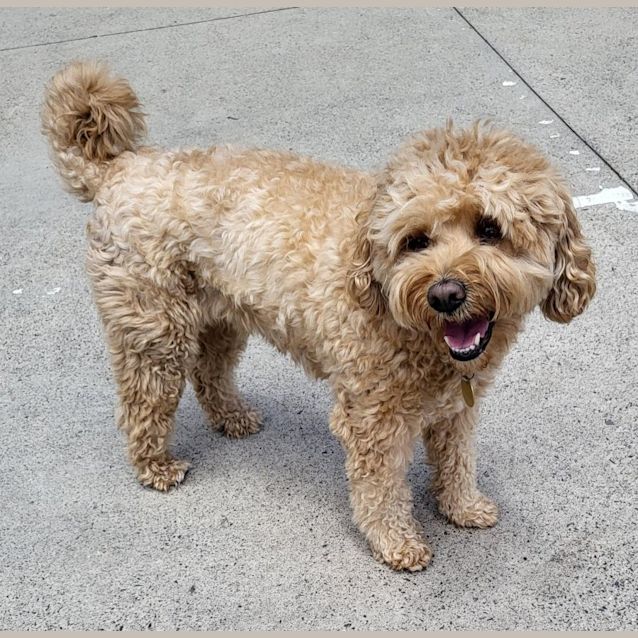 cavalier king charles spaniel rescue florida