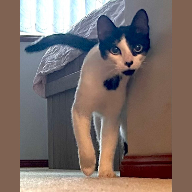 Photo of Oreo