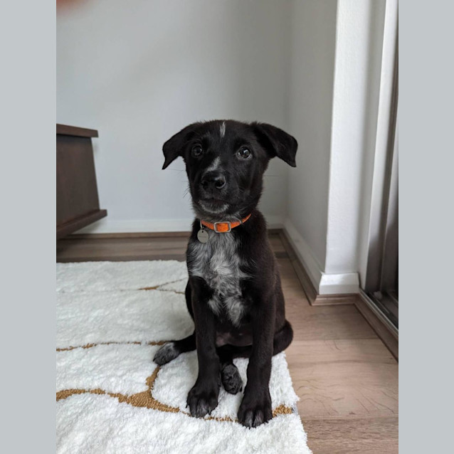 Photo of Pepsi