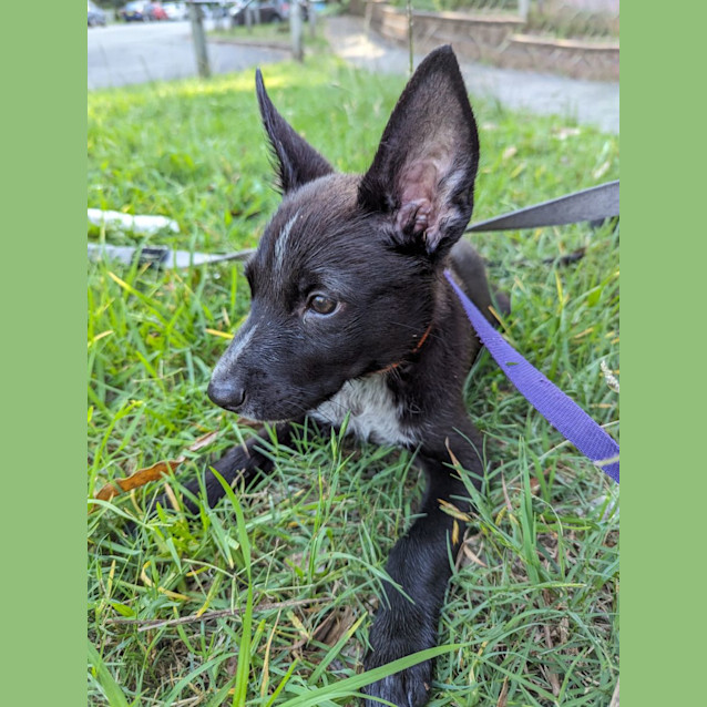 Photo of Pepsi