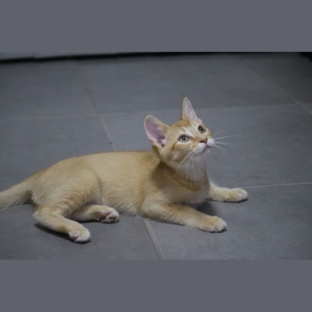 Photo of Bronty