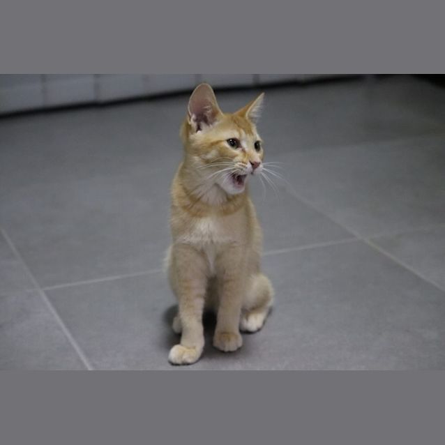 Photo of Bronty
