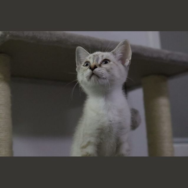 Photo of Iggy