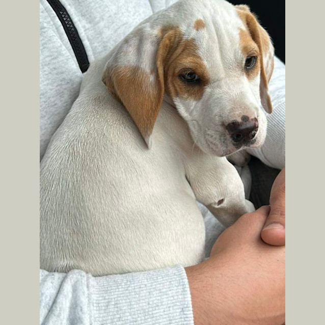Photo of Baxter 