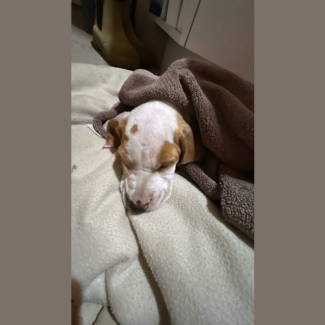 Photo of Baxter 