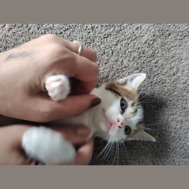 Photo of Boots