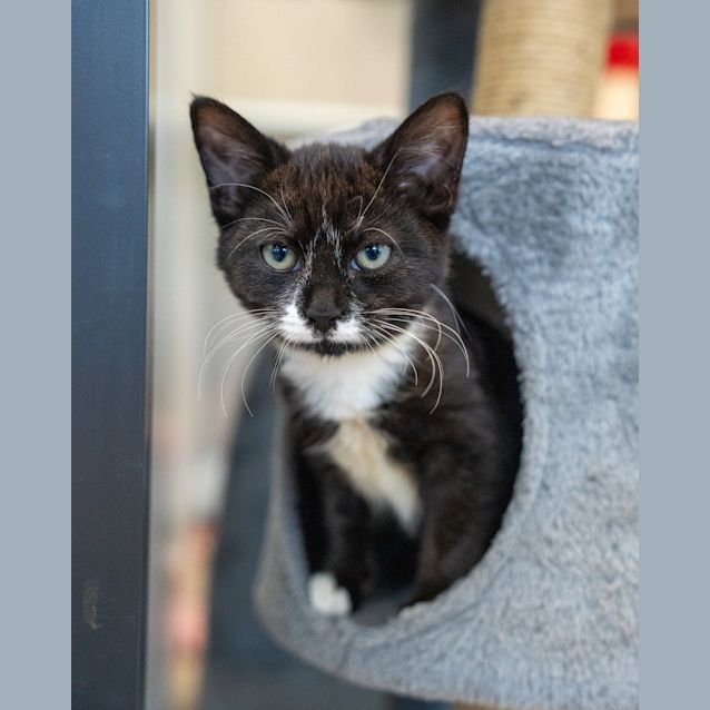 Photo of Otis