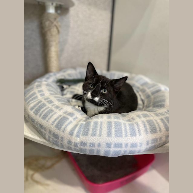 Photo of Otis