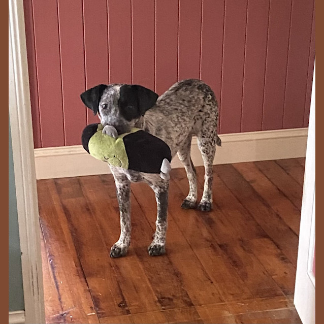 Photo of Koda