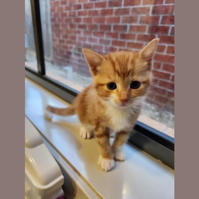 Photo of Nacho