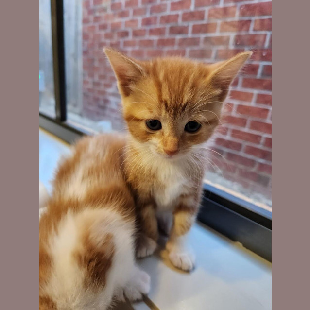Photo of Nacho