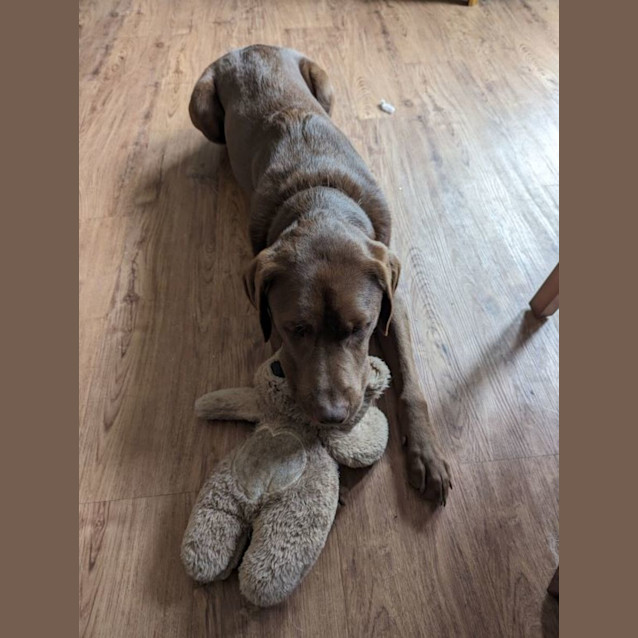 Photo of Chester Celestino