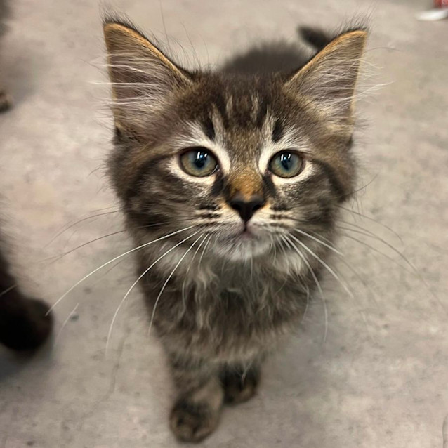 Photo of Marshmallow