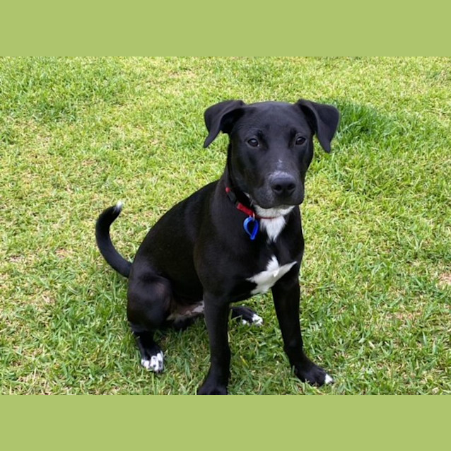 Photo of Buckles   1 Year Old Staffy X Cattle Dog (Hold)