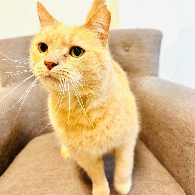 Photo of Moe ***Adoption Day This Sat***