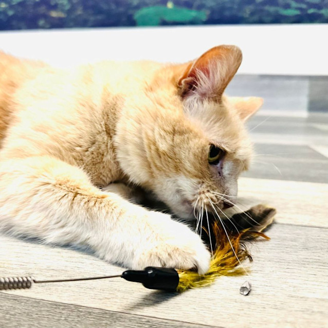 Photo of Moe ***Adoption Day This Sat***