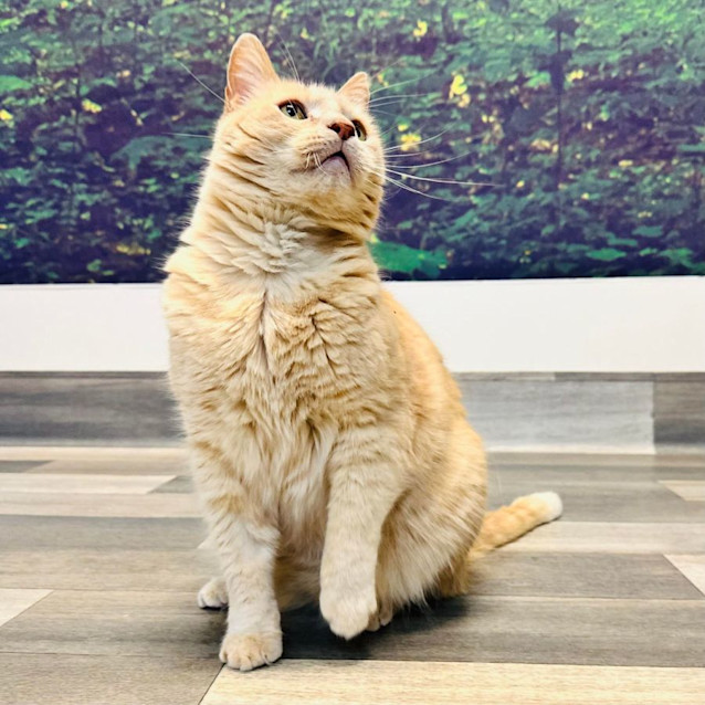 Photo of Moe ***Adoption Day This Sat***