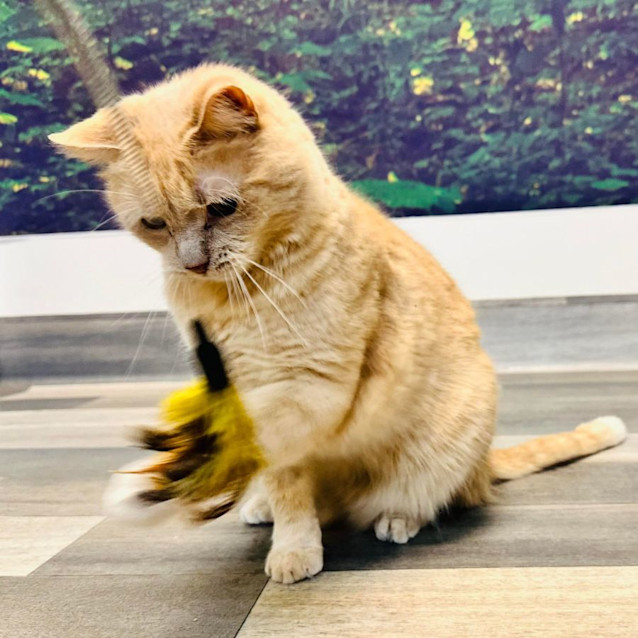 Photo of Moe ***Adoption Day This Sat***