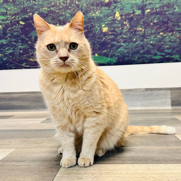 Photo of Moe ***Adoption Day This Sat***