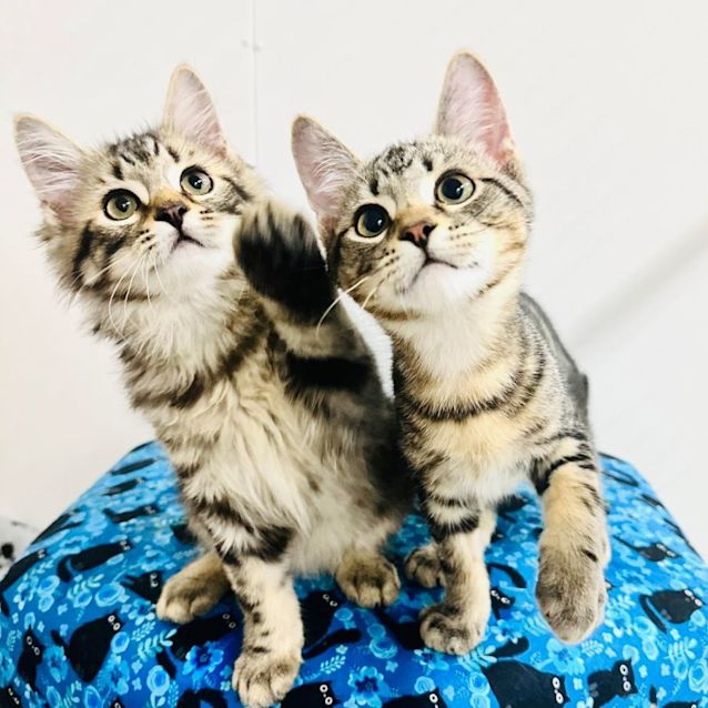 Photo of Riley   Located In Preston