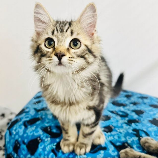 Photo of Hunter  Located In Preston