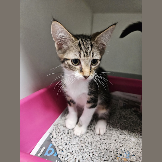 Photo of Daisy (Novac)