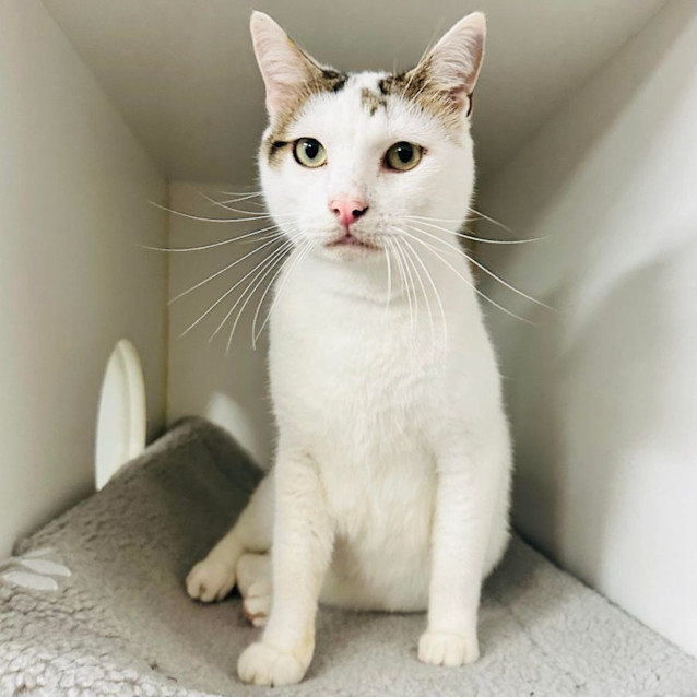 Photo of Dasher   Located At Nelly's Ark In Fairfield