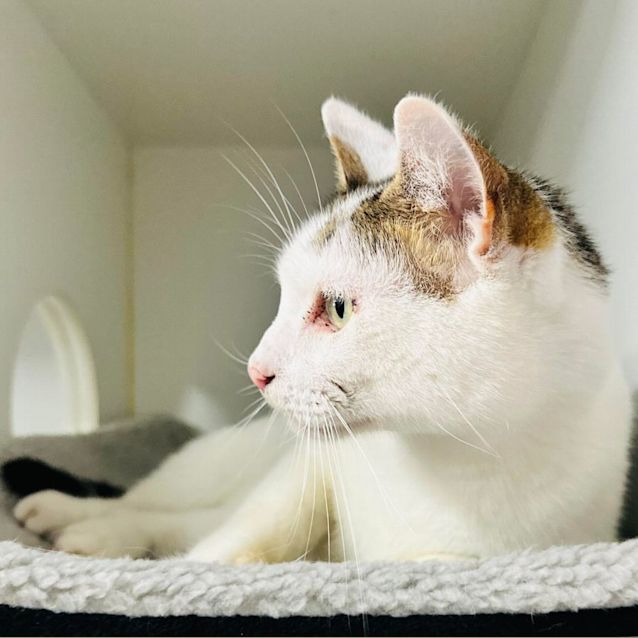 Photo of Dasher   Located At Nelly's Ark In Fairfield