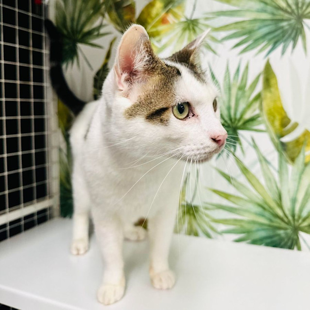 Photo of Dasher   Located At Nelly's Ark In Fairfield