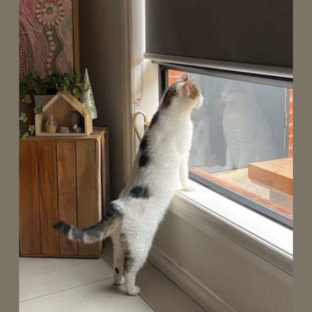 Photo of Ivy 