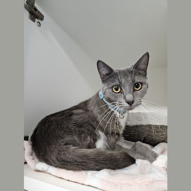 Photo of Blue 