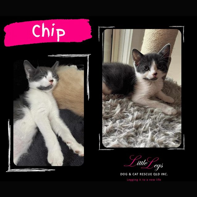Photo of Chip