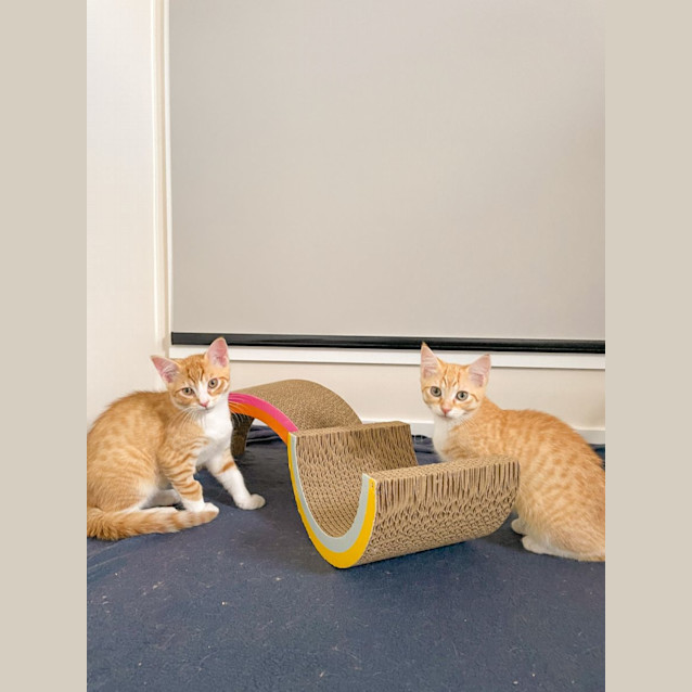 Photo of Maple + Max