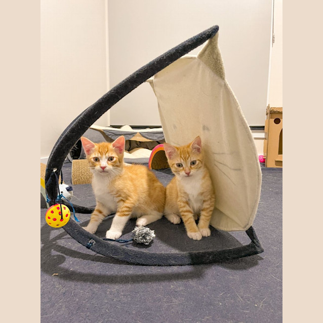 Photo of Maple + Max