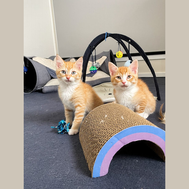 Photo of Maple + Max