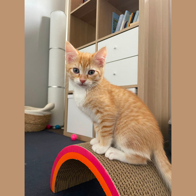 Photo of Maple + Max