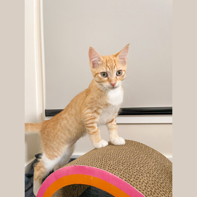 Photo of Maple + Max