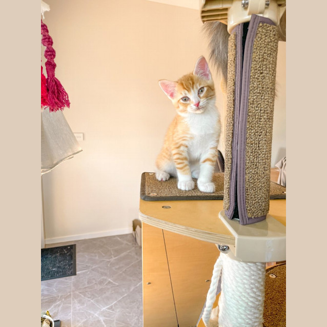 Photo of Maple + Max