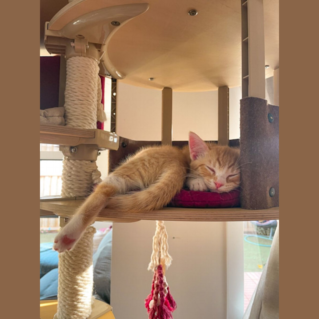 Photo of Maple + Max